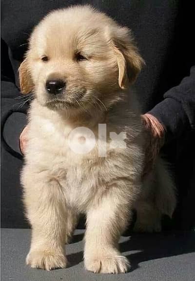 Golden Retriever Delivery to Your Doorstep