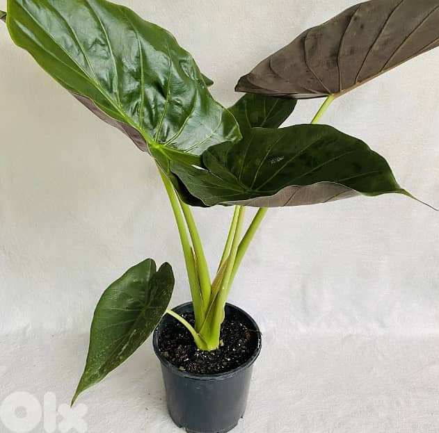 Alocasia Wentii 1