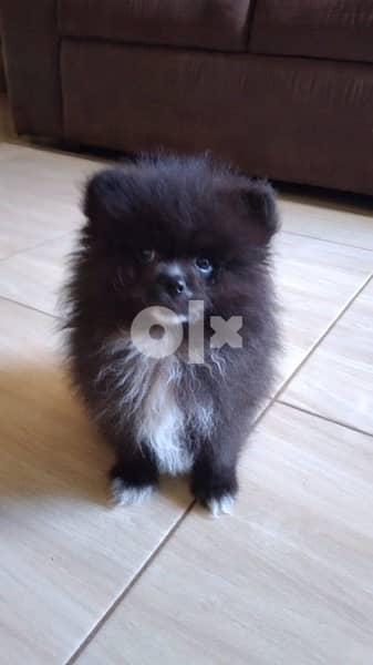 Pomeranian Spitz Black Delivery