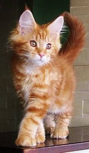 MaineCoon imported Orange kitten 0