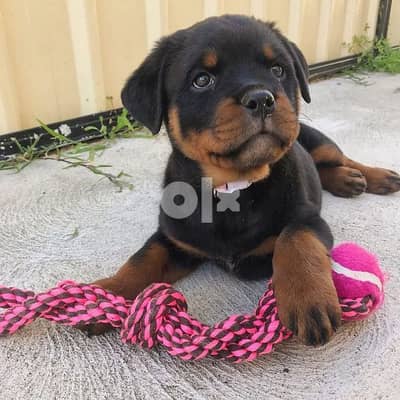 Rottweiler Puppies - Pure High Quality