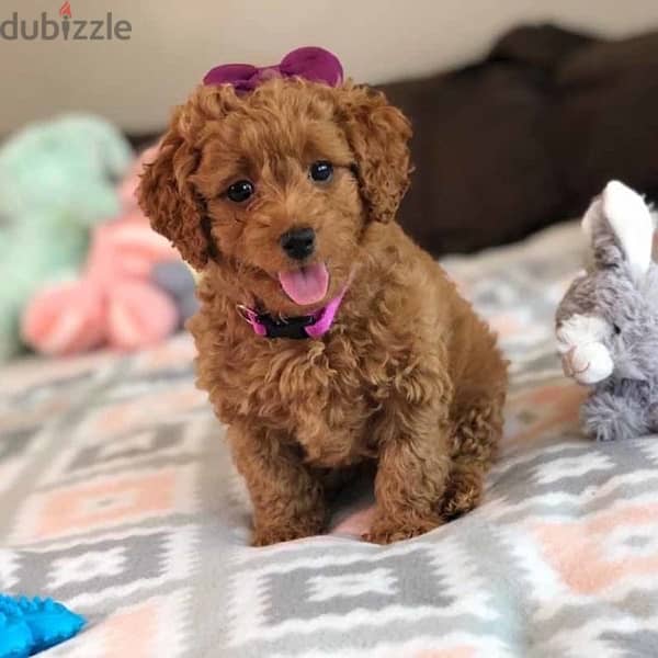 Poodle Imported plus Delivery 0