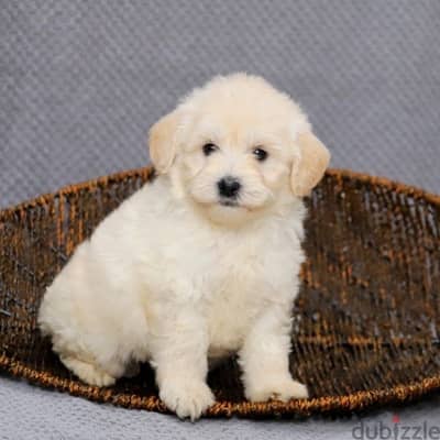 Bichon Maltese Mini CUTE Dog كلاب