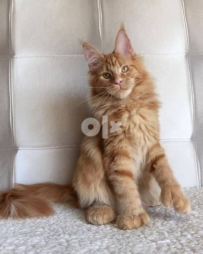 Maine Coon Orange Available