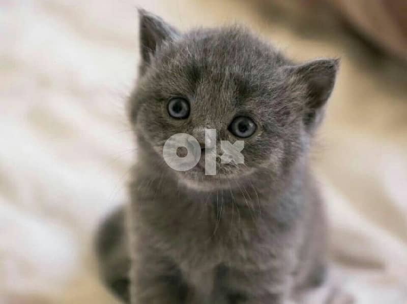 British Grey Gorgeous Cat Kitten 0