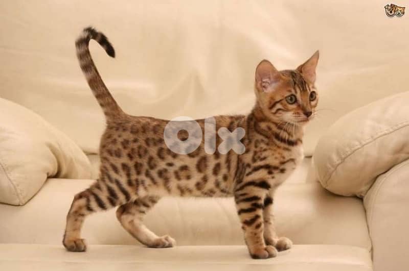 Bengal Kitten Imported 0