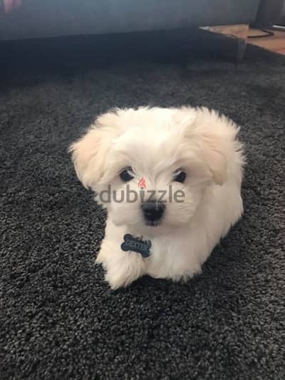 Bichon Maltese mini  Dog كلاب
