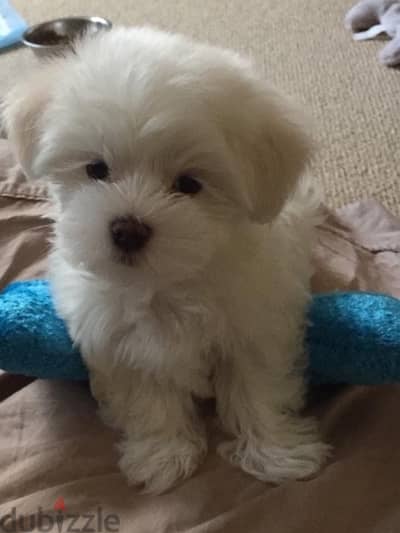 Bichon Maltese mini small