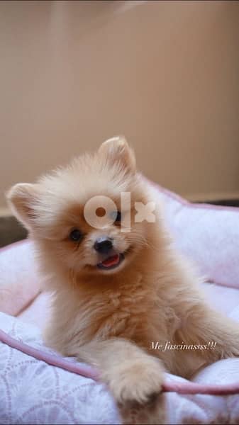 Loulou Cream Spitz 0