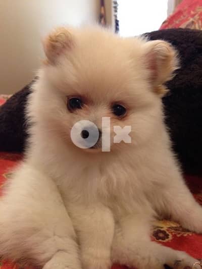 Pomeranian spitz Creamy  Delivery