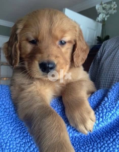 Golden Retriever Red Imported Delivery Available 0