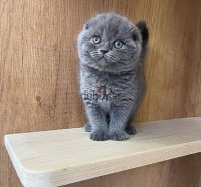 Scottish Fold