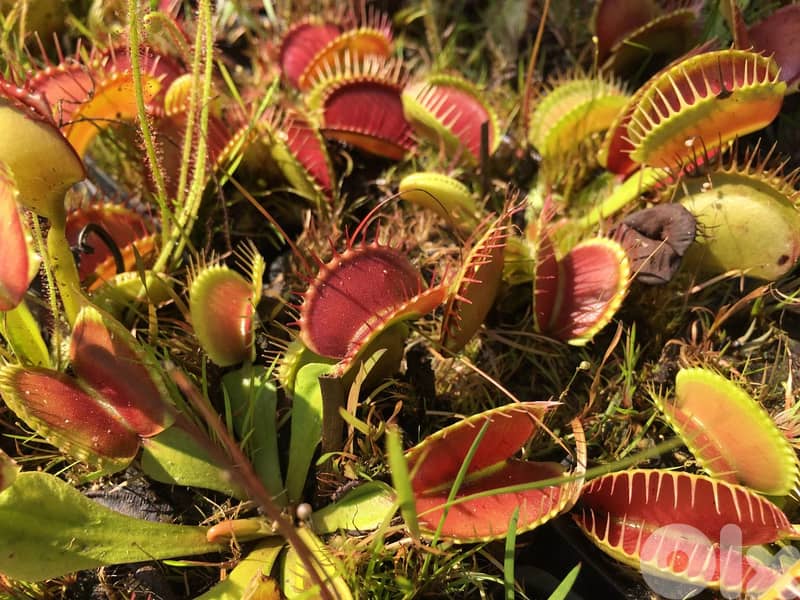 Venus carnivorous plant - نبات آكلة الحشرات 1