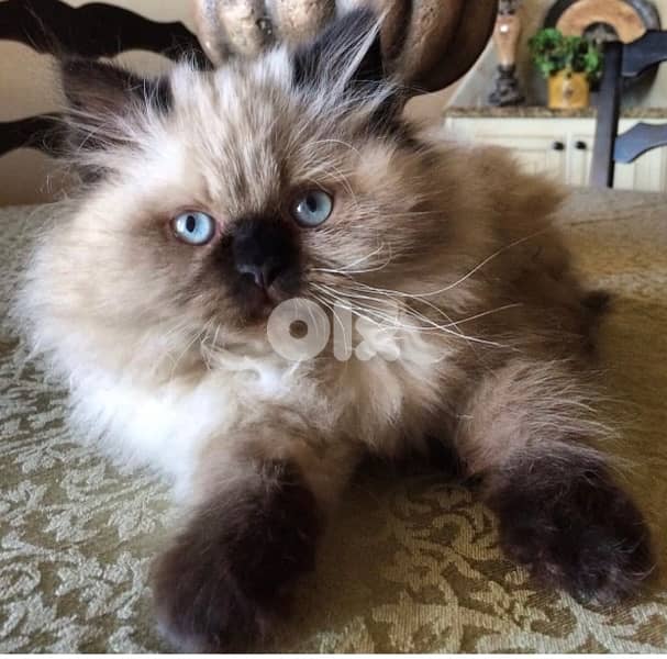 Himalayan Kitten bluee Cat قطط 0