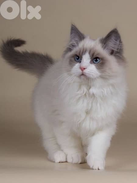 Ragdoll Kitten imported Kitten 0