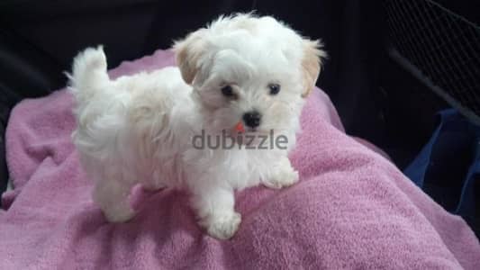 Bichon Maltese small
