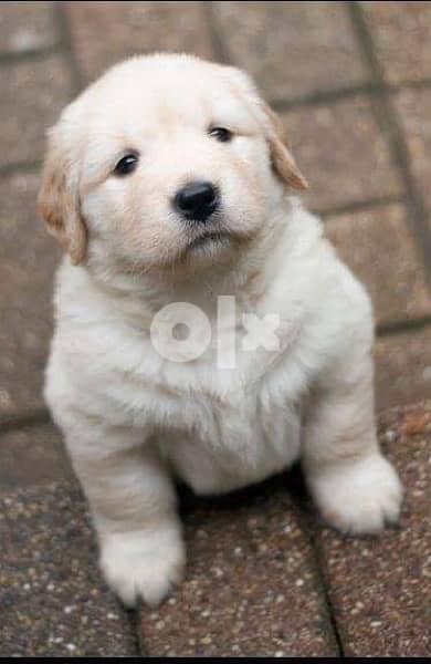 Gold Golden Retriever كلاب Dogs Puppies