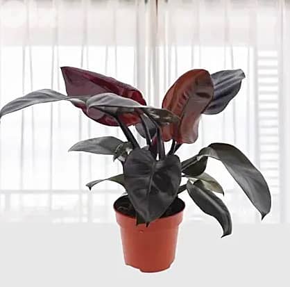 Black philodendron 0