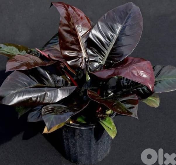 Black philodendron 1