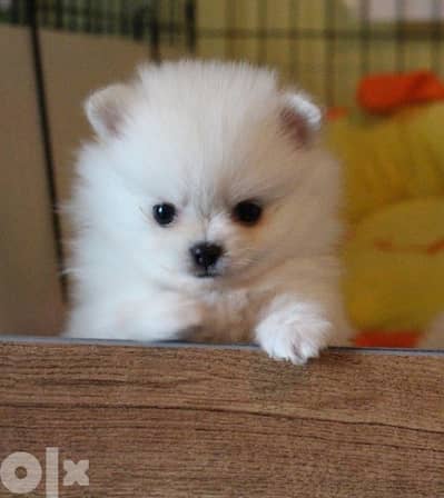 Pomeranian Spitz Teacup