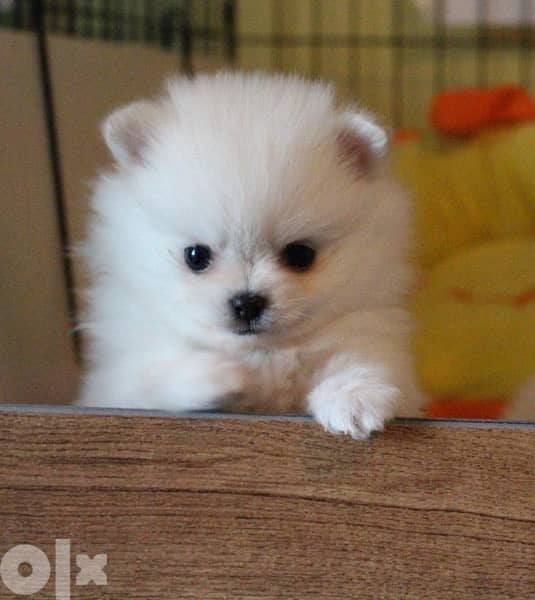 Pomeranian Spitz Teacup 0
