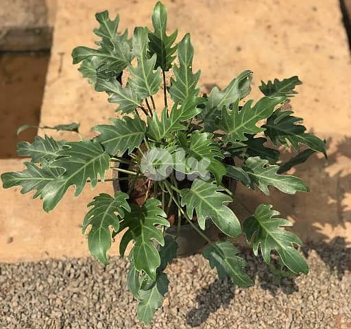 Xanadu plant philodendron 1