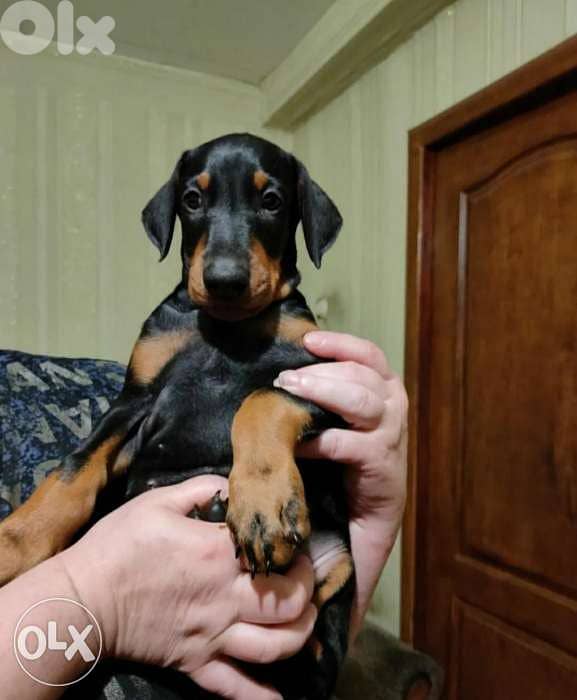 Doberman 0