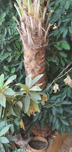 Palm tree for sell 5