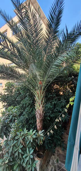 Palm tree for sell 4