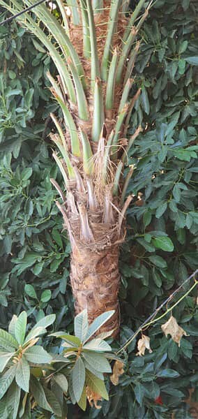 Palm tree for sell 6