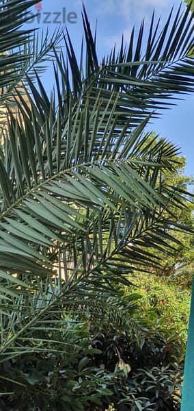 Palm tree for sell 7
