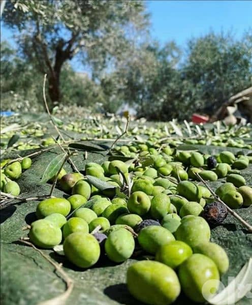 olive oil new 4