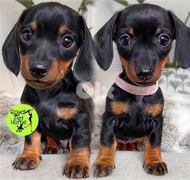 Teckel Dachshund Imported MINI Weiner 0