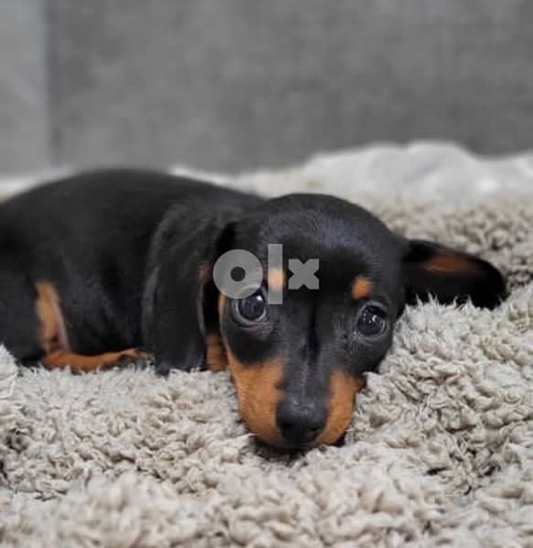 Imported Mini Dachshund black and brown Sausage dog 0