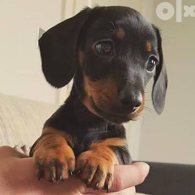 Dachshund Black and Tan Puppies Available dog / كلاب