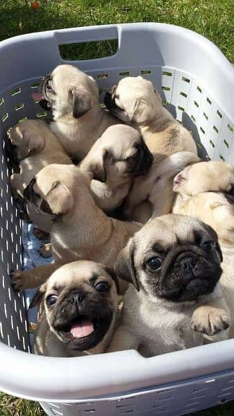 Pug Puppies imported/ Available now in Store / dog كلاب