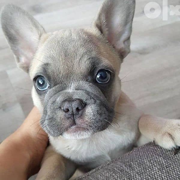 French bulldog Blue Fawn 0