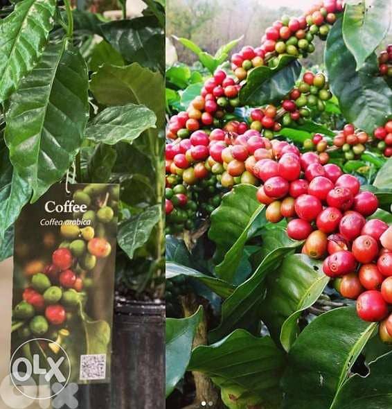 coffee arabica plant شجرة البن 0