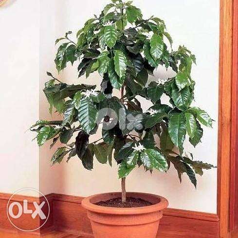 coffee arabica plant شجرة البن 1