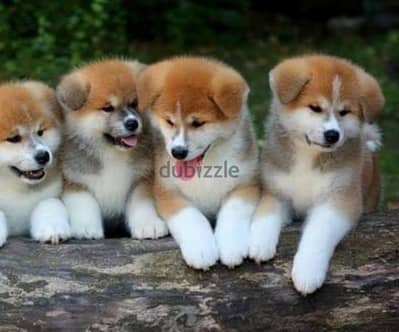 Japanese Akita Puppies in store/ dog كلاب