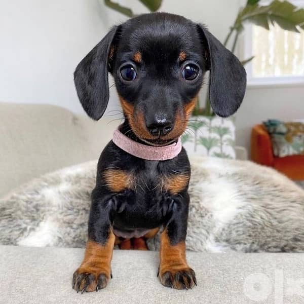 Imported Dachshund Lovey Black and Tan 0