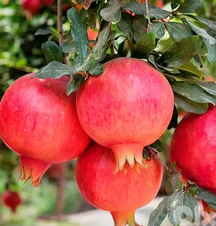 Italian pomegranate 1