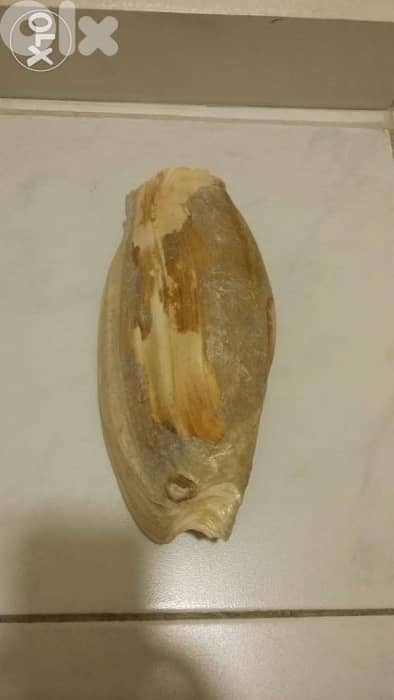 صفدة كبيرة وقديمة 0