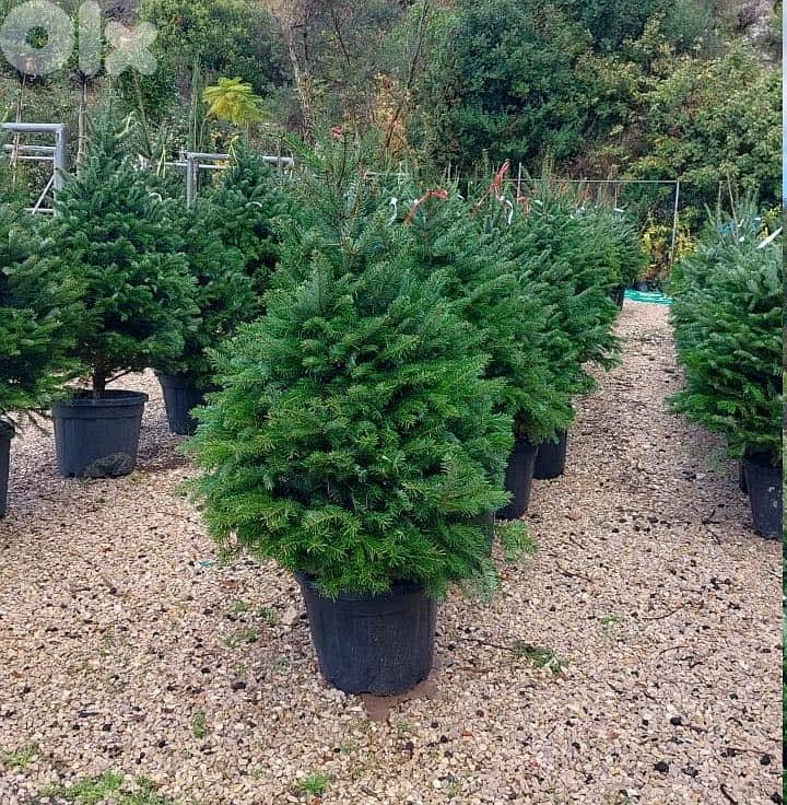 Green ABies Nordmanniana 0
