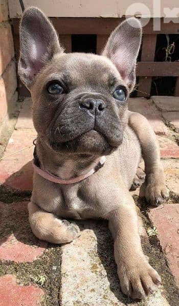 French Bulldog Puppy Blue Fawn