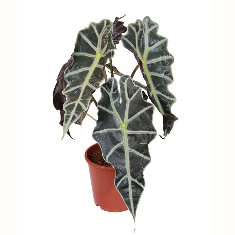 Alocasia polly 1
