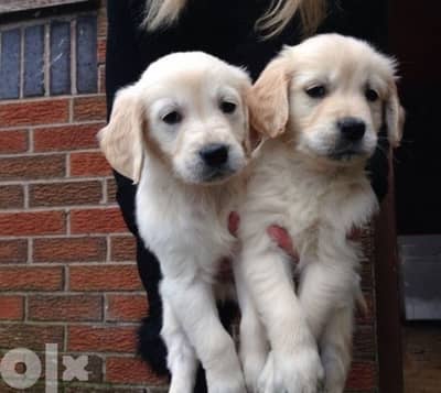 Golden Retriever Lovers delivery
