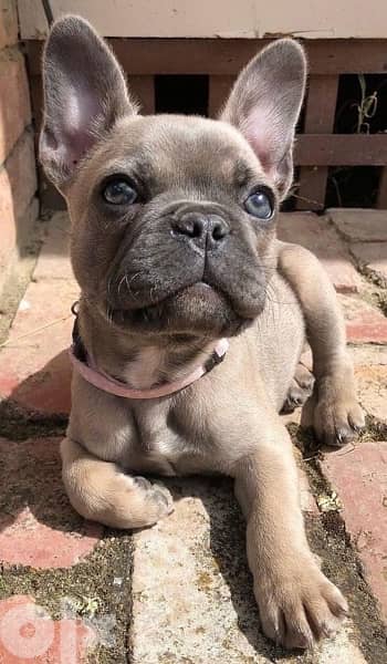 French Bulldog Imported Puppy blue fawn