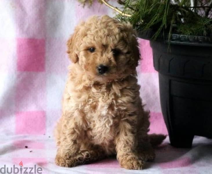 Toy Poodle Sweet delivery IMPORTED 0