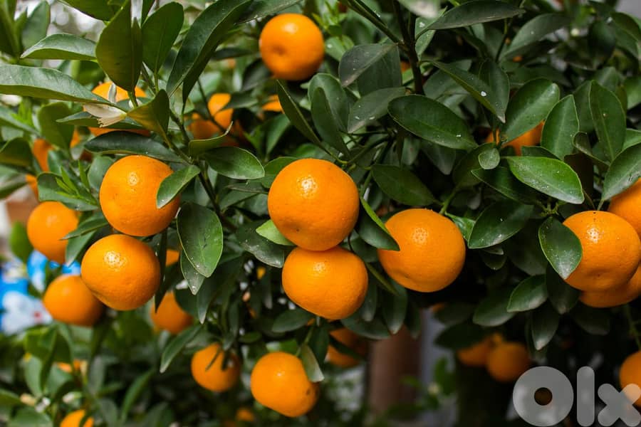 Italian Mandarine trees 0